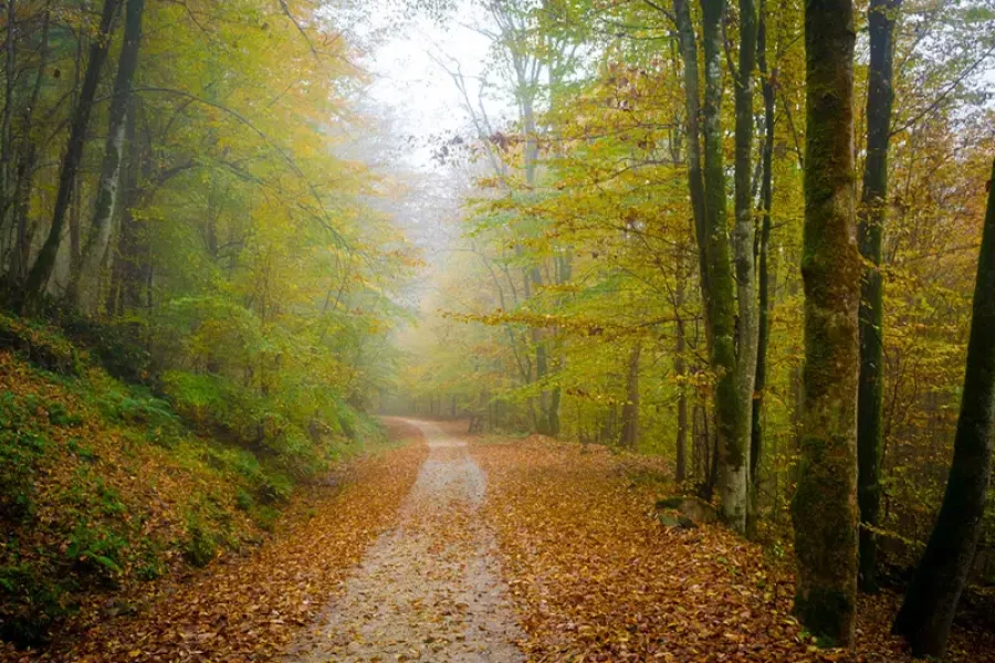 جنگل و چشمه بلیران
