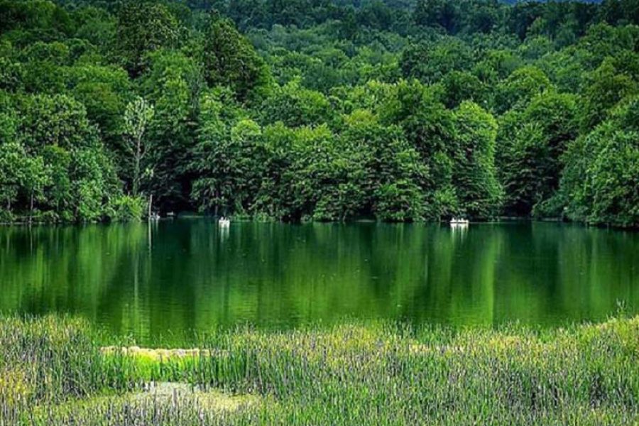 جنگل و دریاچه الیمالات