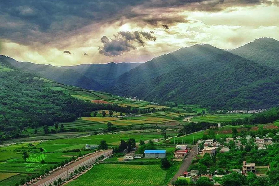 جنگل جهان‌نما
