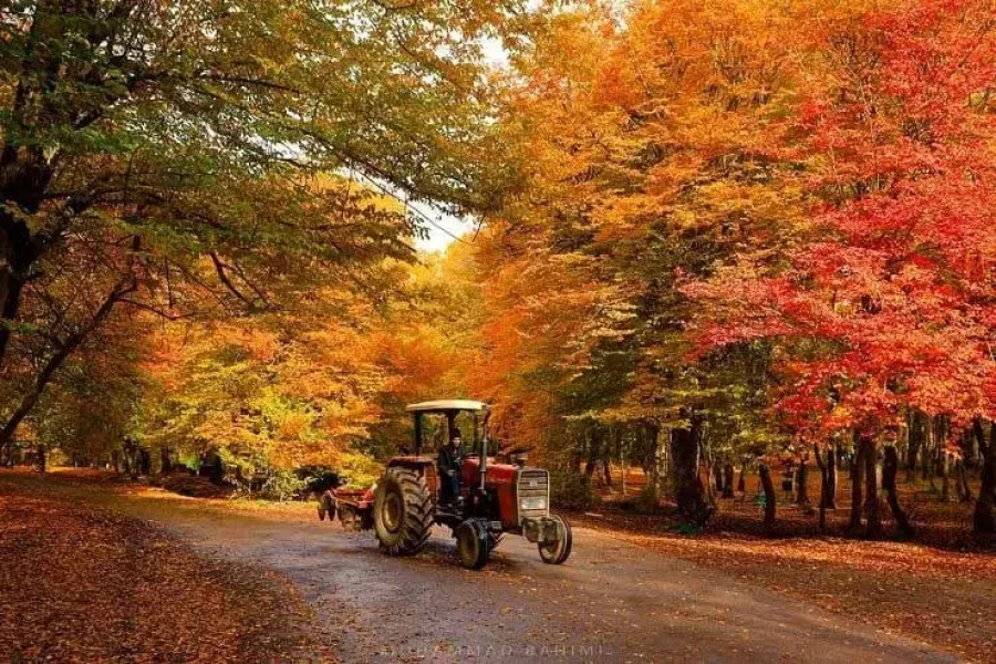 پارک جنگلی قرق