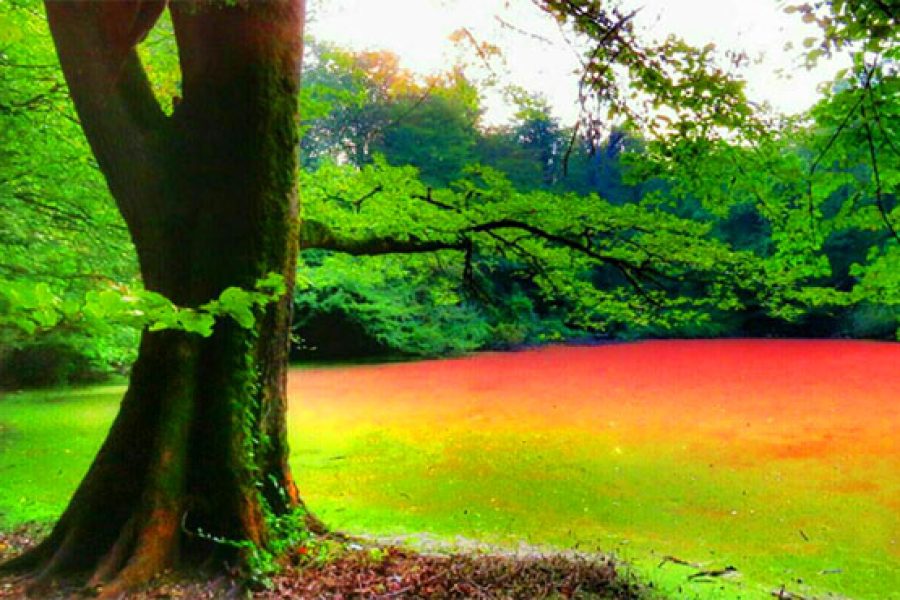 مرداب هسل تا وربن