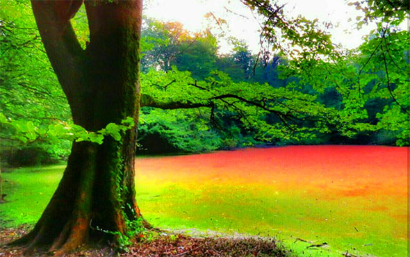 مرداب هسل تا وربن